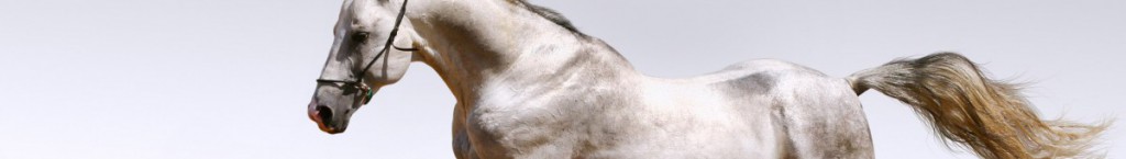 cropped-103288.jpg